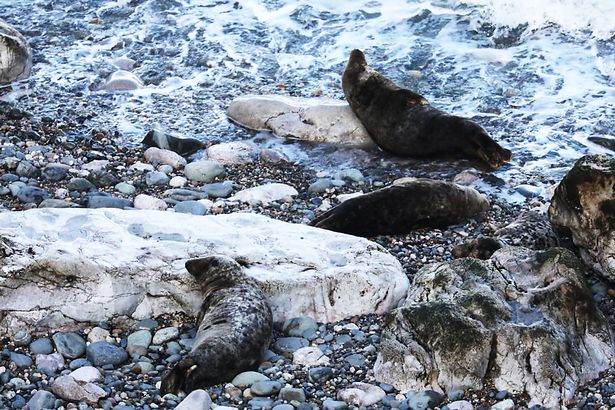Seal pup and seals at Angel Bay