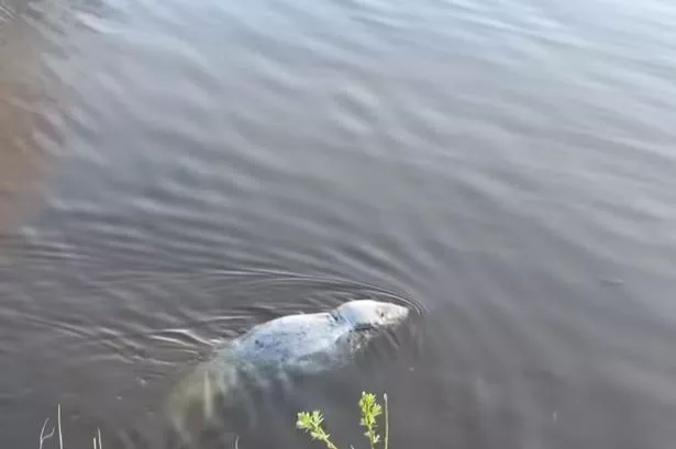 A female seal was put down after she was found to be 'dehydrated and severely emaciated'