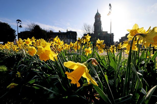Spring time daffodils bloom in Hamilton Square