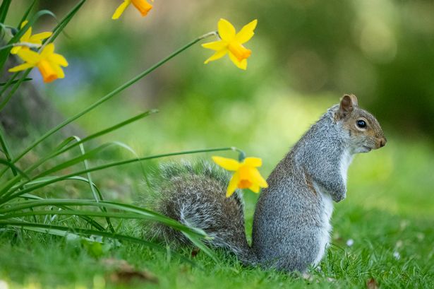 A grey squirrel rests beside blooming daffodils at Victoria Park in Bath, under sunny clear skies. 
