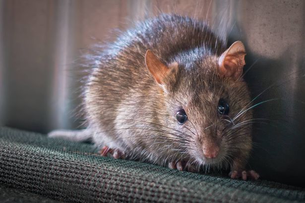A Brown Rat (Rattus norvegicus) looks at the camera, caught by surprise.
