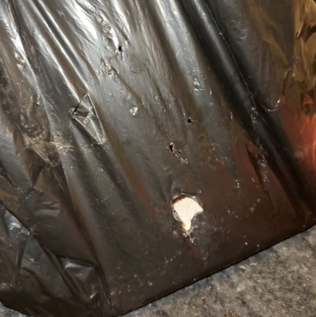 Images of a cat found dumped in a binbag on the 100 Steps path in Hanham, Bristol, discovered by Little Paws Rescue on Sunday, April 27