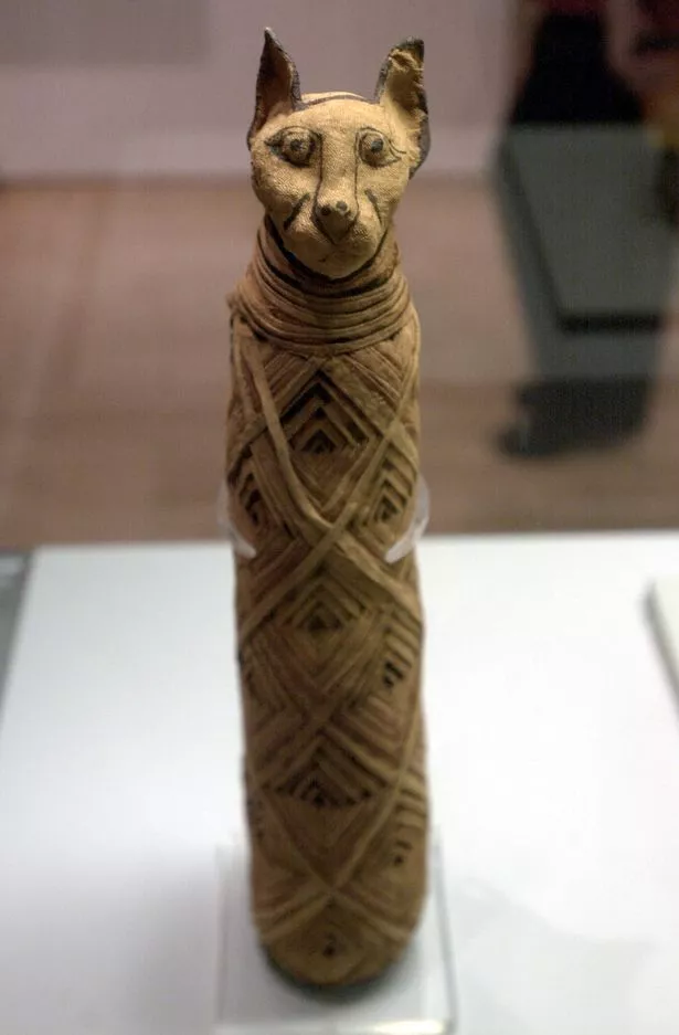 A mummified cat on display at a museum