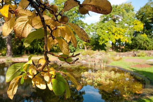 Gardens Bristol University's Botanic Garden in Stoke Bishop