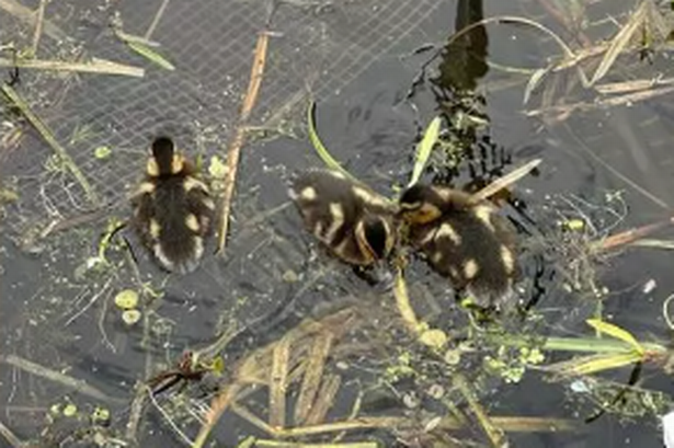 The ducklings swimming in the Forth and Clyde Canal 