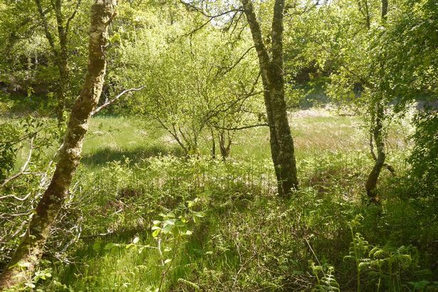 A wet area between the ridges in the Taynish National Nature Reserve. There was a calling grasshopper warbler here.