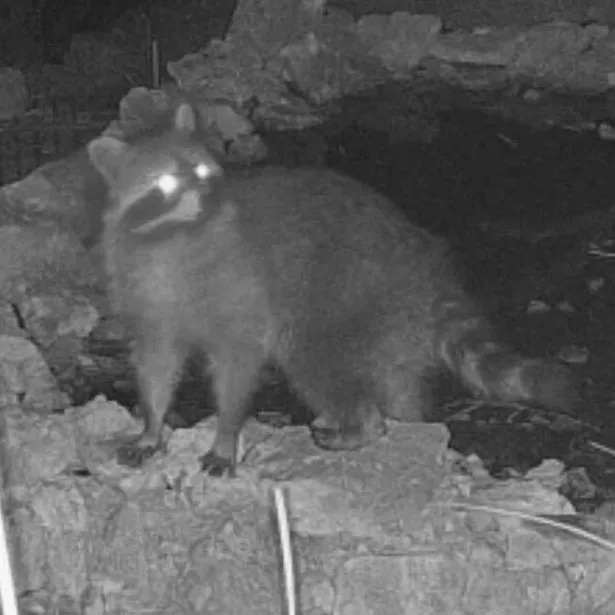 85 critter-capturing cameras have been brought in