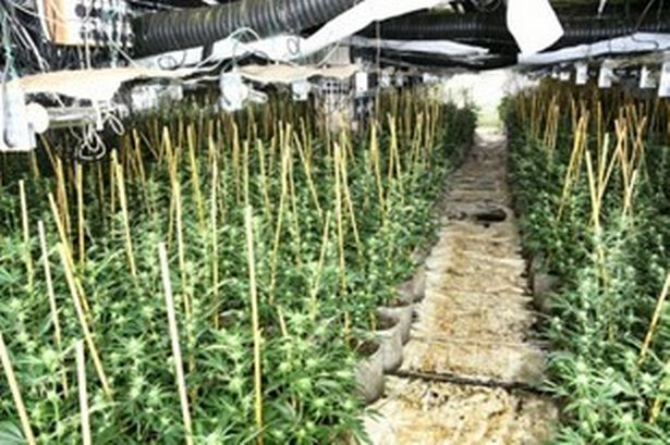Plants recovered worth millions