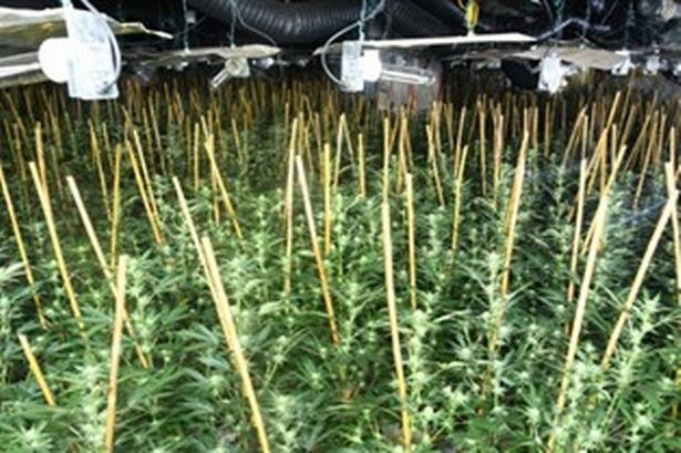 6,000 cannabis plants housed in two large growing areas, each equipped with industrial-scale lighting, irrigation, and heating systems designed to maximise production.