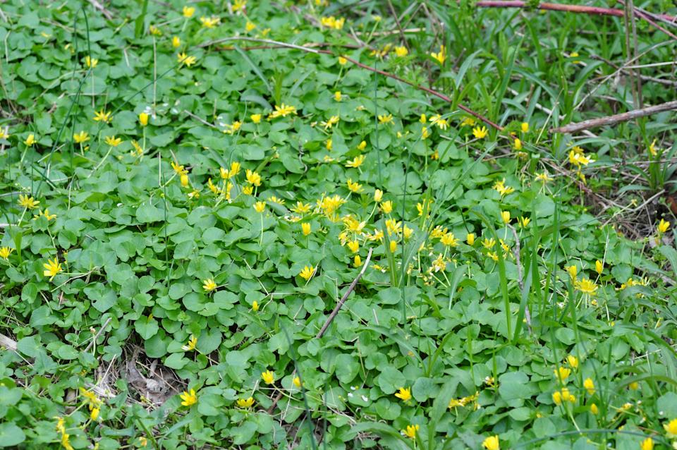 Lesser celandine is an invasive species that forms dense mats in the spring that crowd out native wildflowers. Spread readily by tiny tubers in the soil, experts advise gardeners to dig them out carefully to avoid their spread. It is just one of six dozen invasive plant species that proliferate in Central Massachusetts.
