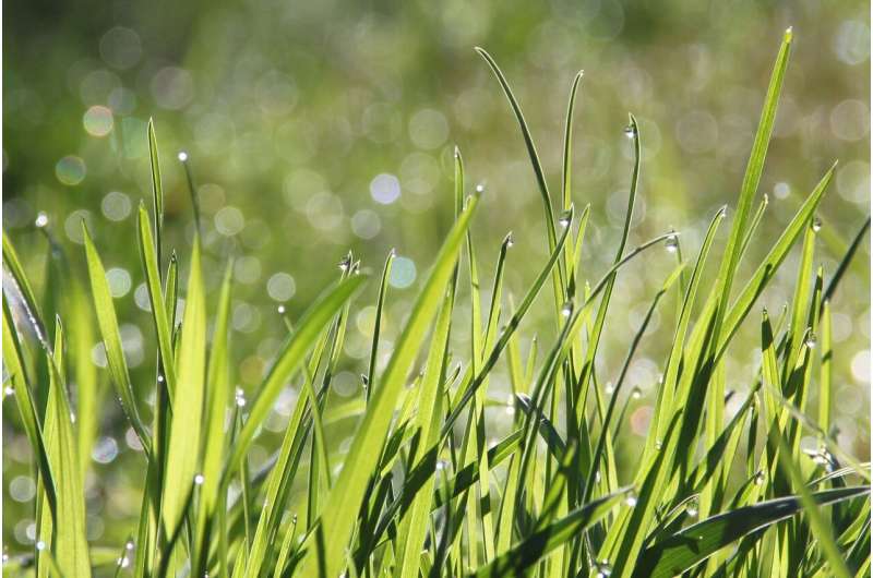 grass