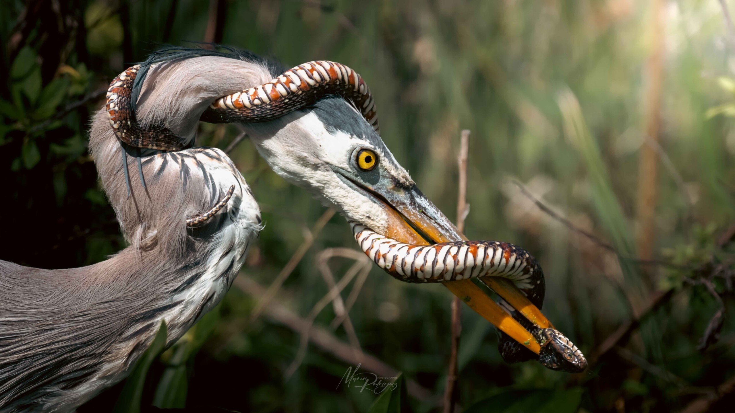 A heron stands in tall grass with a snake coiled tightly around its head and beak, both animals sharply focused against a blurred green background.