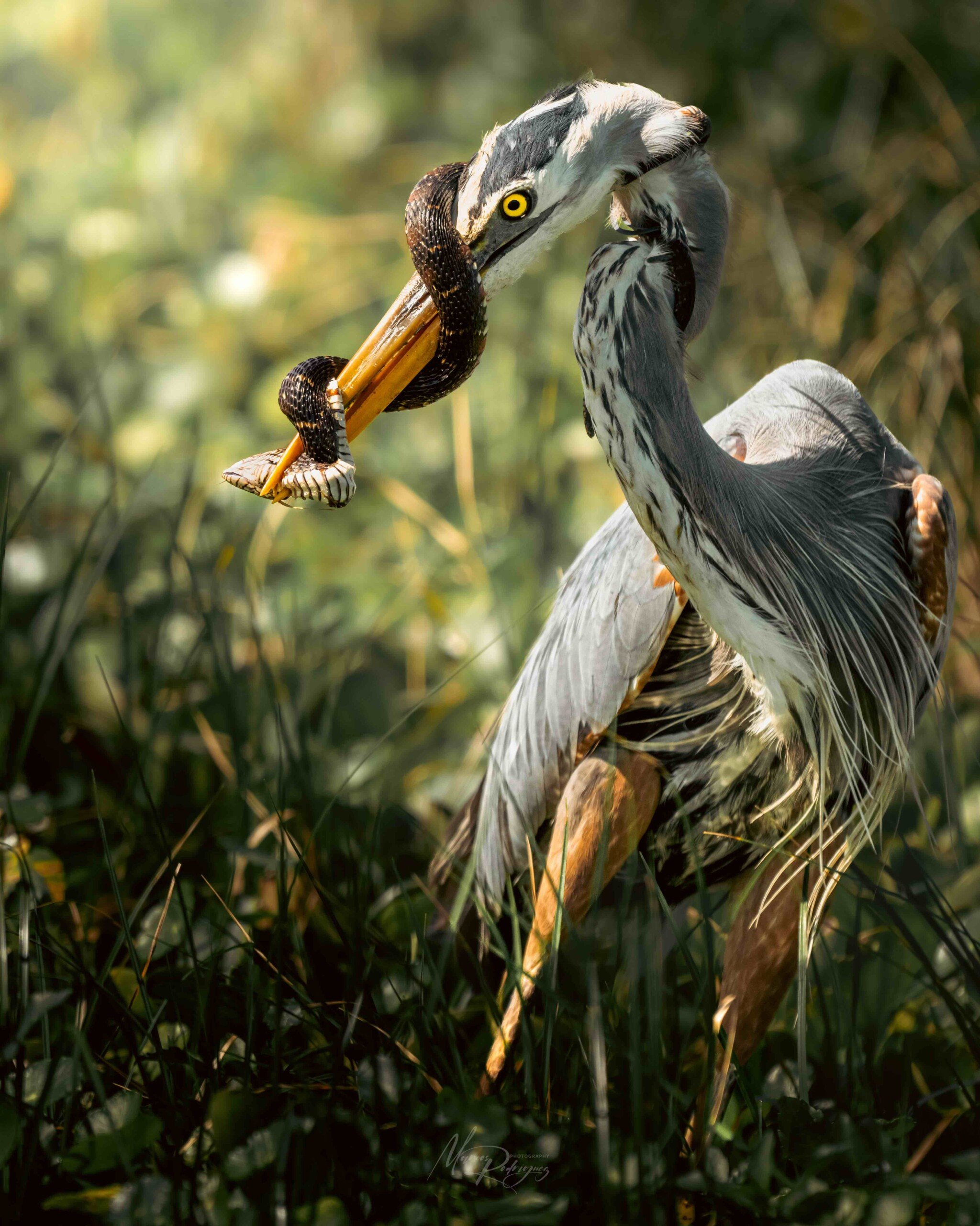 A heron stands in tall grass with a snake caught in its beak, the snake coiling around the bird’s bill as sunlight filters through the greenery.