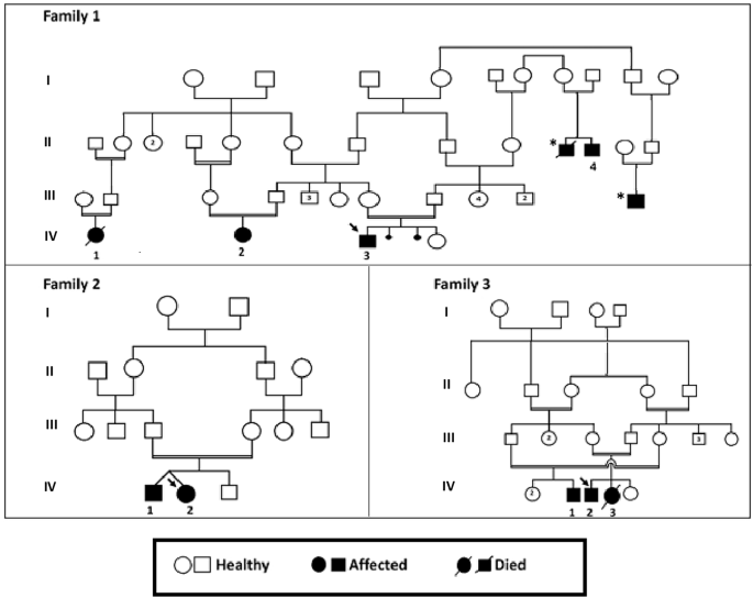 Report of a missense TJP2 variant associated to PFIC4 with a pronounced phenotypic variability: Focus on the structural effects on the protein level