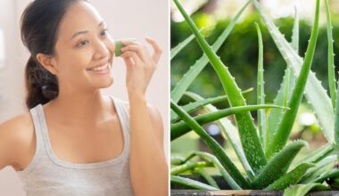 Aloe 'exceptional' for anti-aging, could treat skin disease: study