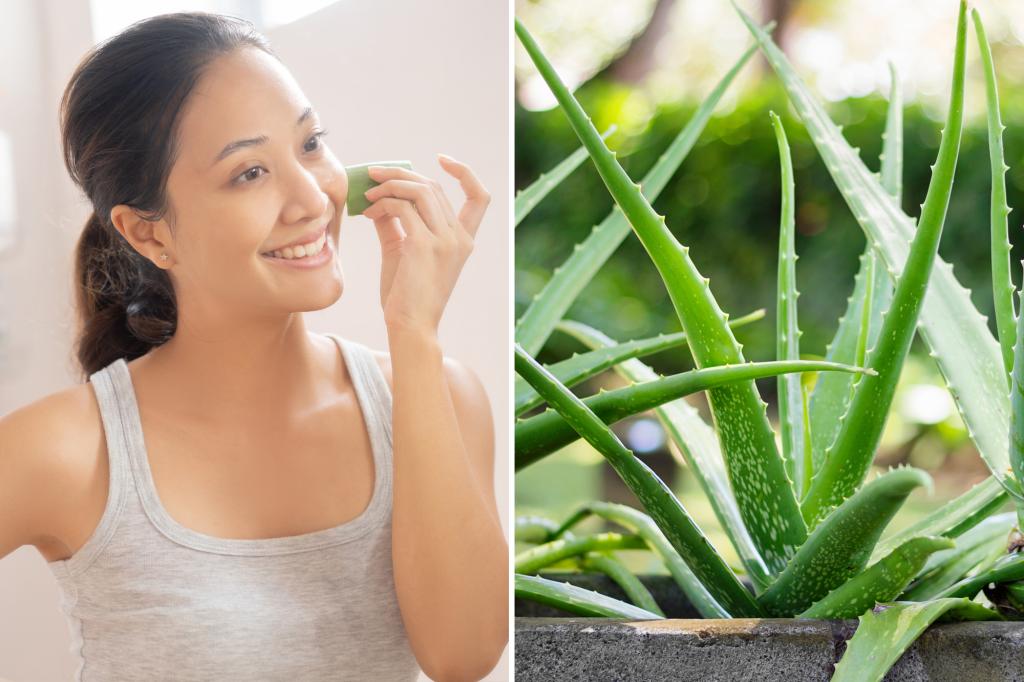 Aloe 'exceptional' for anti-aging, could treat skin disease: study