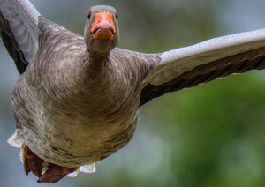 Greylag Goose