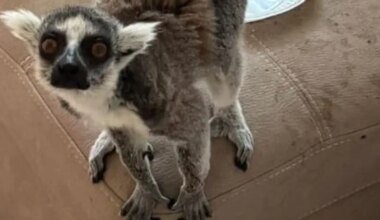Endangered lemur found being held in private apartment