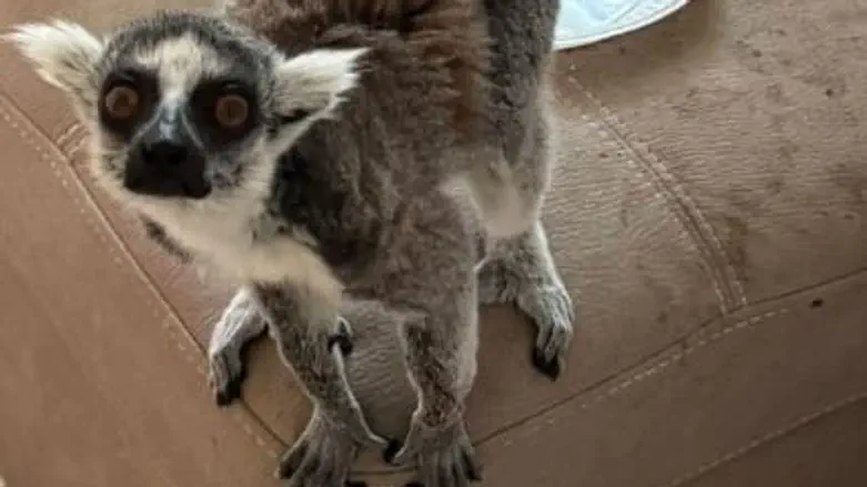 Endangered lemur found being held in private apartment