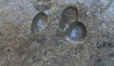 Extraordinary discovery in Sardinia: dinosaur tracks found during filming of a documentary