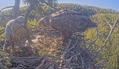 Wildlife TV is taking off in Europe. These are the most captivating livestreams to watch now