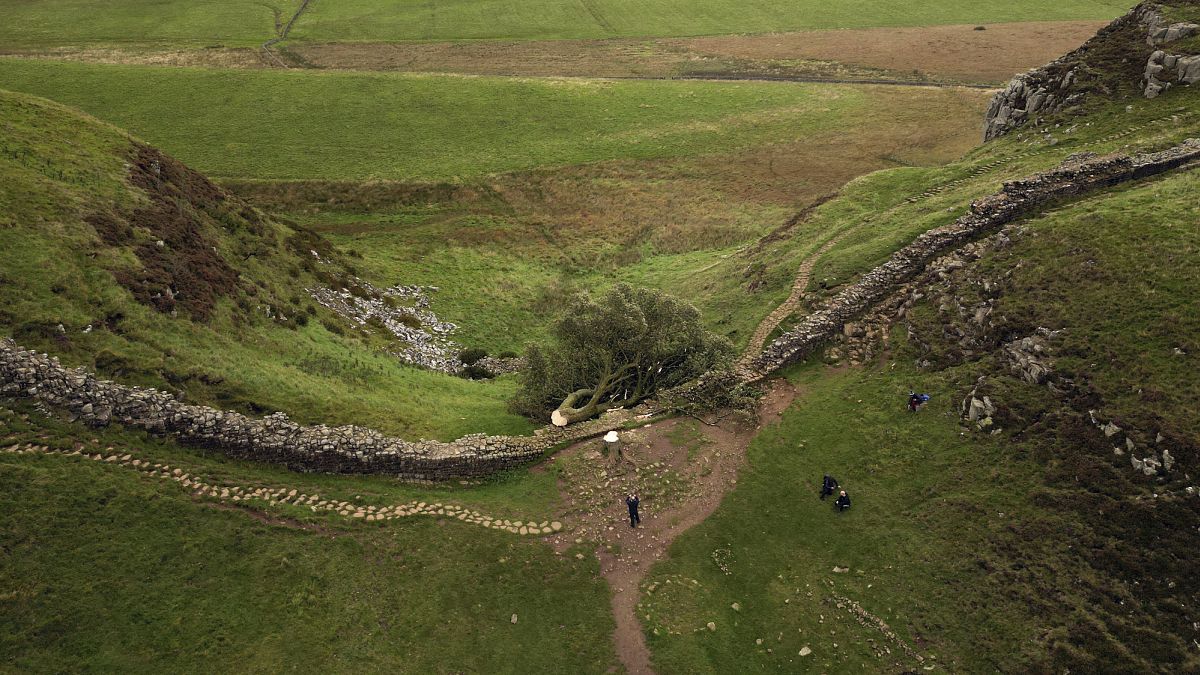 Sycamore Gap tree felling was a 'deliberate and mindless' act, UK prosecutor says