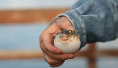 6 dangerous animals that can kill you with just a touch