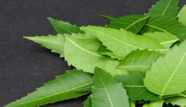 ​10 benefits of consuming tender neem leaves in early summer​