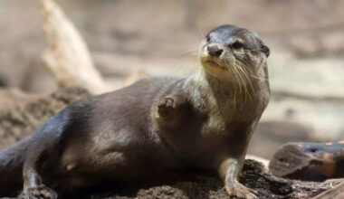 World’s smallest otter found in Nepal after nearly two centuries
