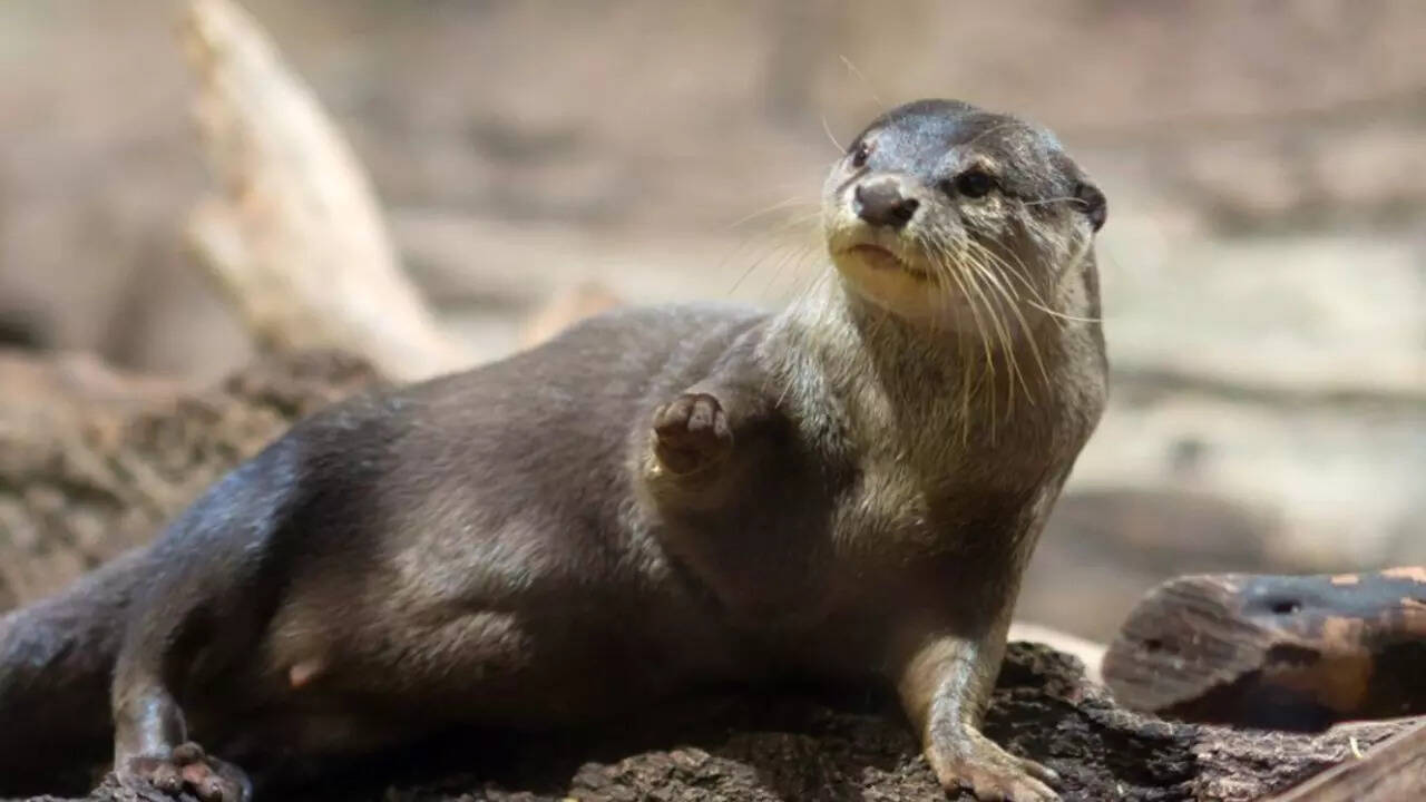 World’s smallest otter found in Nepal after nearly two centuries