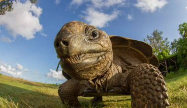 10 of the oldest living animals in the world