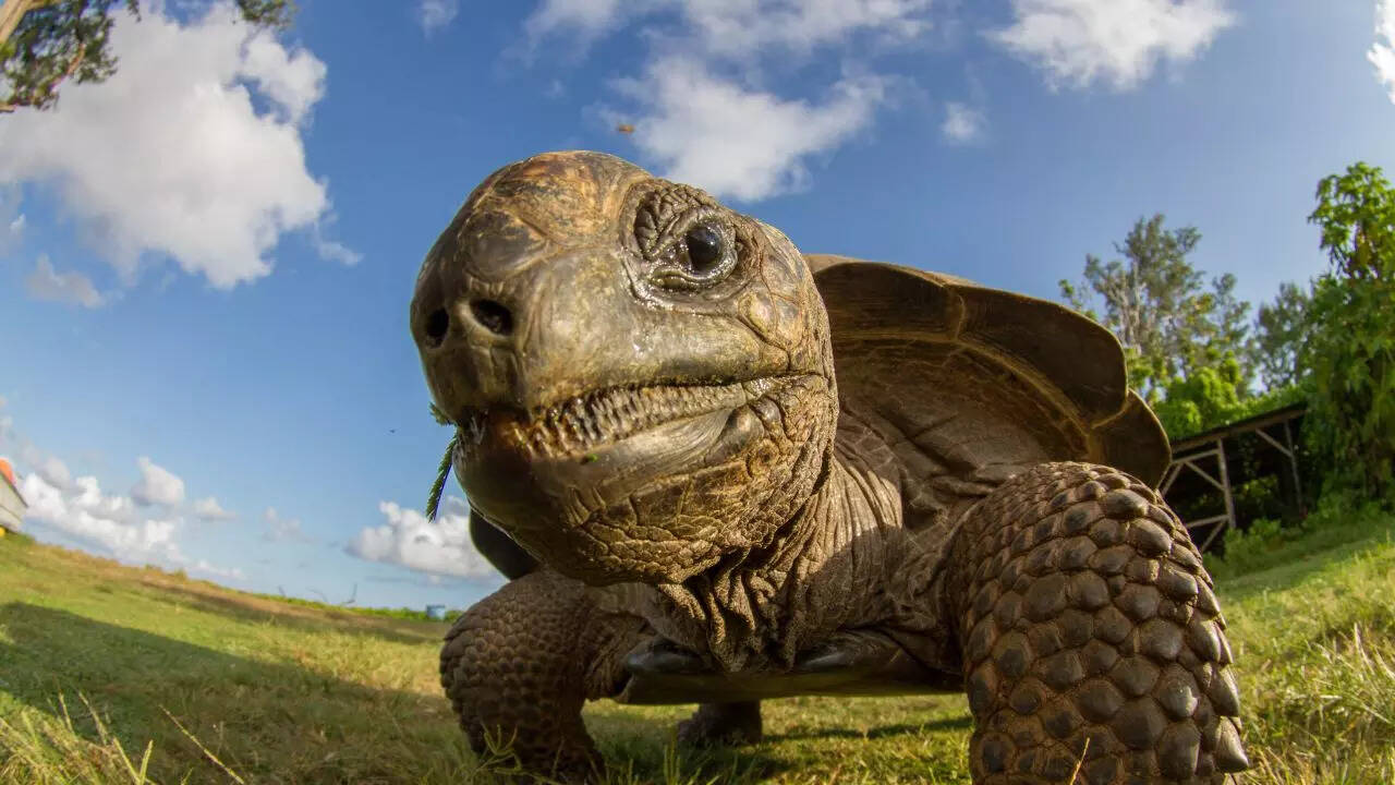 10 of the oldest living animals in the world