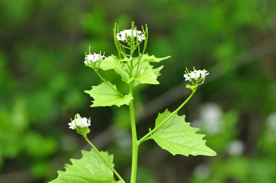 Garlic mustard is a low growing plant that forms a dense ground cover known for its garlic odor when crushed. It has a two-year growing cycle focusing on spreading in the first year and flowering in the second. The shape of the leaves change from from its first year and it grows tall stems with small white or pink flowers. In its first year, it can easily be pulled from the soil after a rain. It is recommended gardeners pull the plant in its first year before it has the opportunity to flower and seed.