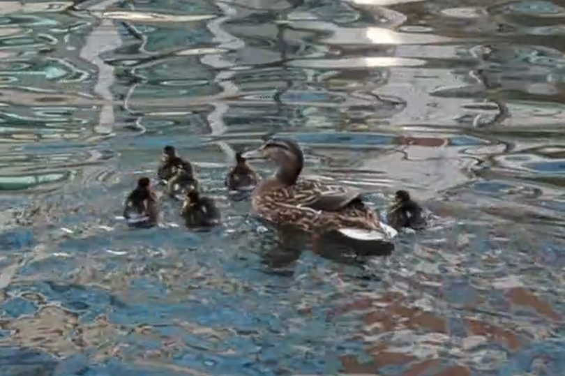 Mummy Mallard and all her ducklings were reunited and able to paddle away together
