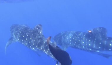 They're Huge Fish With a Huge Mystery