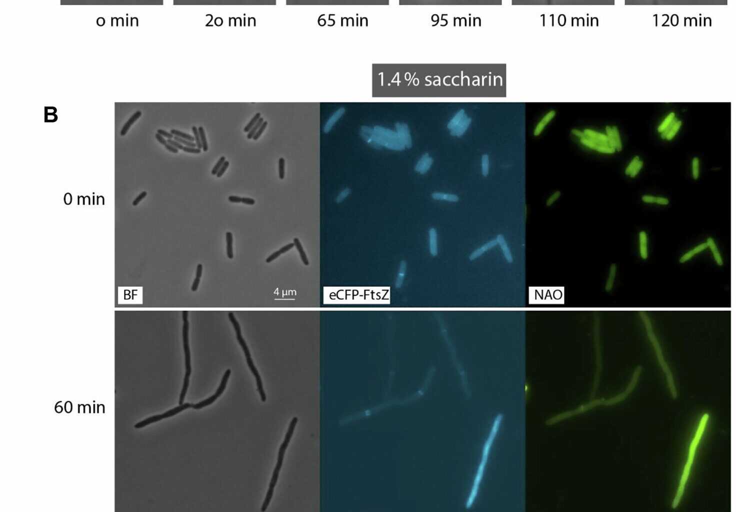 Artificial sweetener shows surprising power to overcome antibiotic resistance