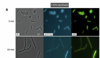 Artificial sweetener shows surprising power to overcome antibiotic resistance