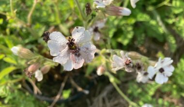 Young plants' vulnerability linked to growth-energy trade-off