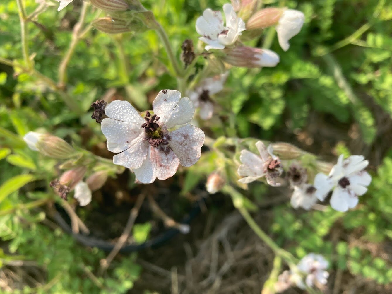 Young plants' vulnerability linked to growth-energy trade-off