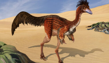 Air pockets found in bones of Alvarezsauridae skeleton for the first time