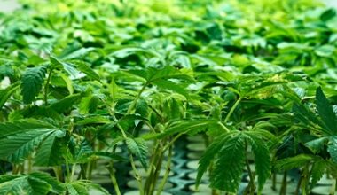 Oregon Leading the Charge in Hemp Genetics: New Strains and Breakthrough Research