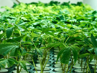 Oregon Leading the Charge in Hemp Genetics: New Strains and Breakthrough Research
