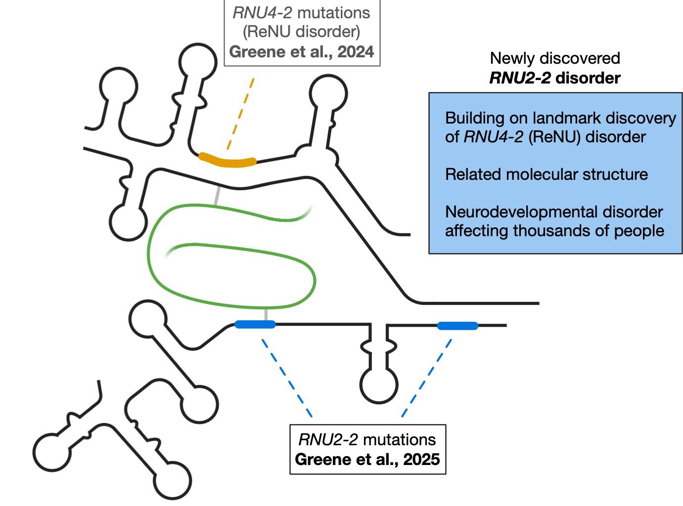 Study identifies new genetic cause of neurodevelopmental disorders, bringing long-awaited answers to families