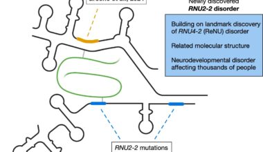 Study identifies new genetic cause of neurodevelopmental disorders, bringing long-awaited answers to families