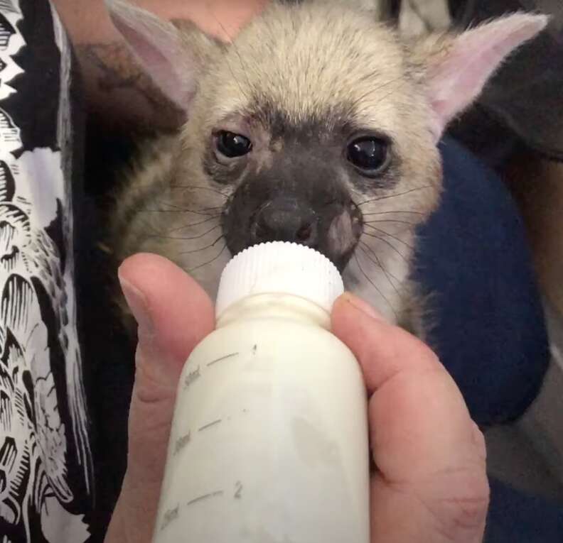 Baby aardwolf bottlefeeding