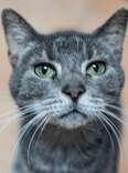 Senior Cat Abandoned In 2023 With Sad Note Still Doesn't Have A Home