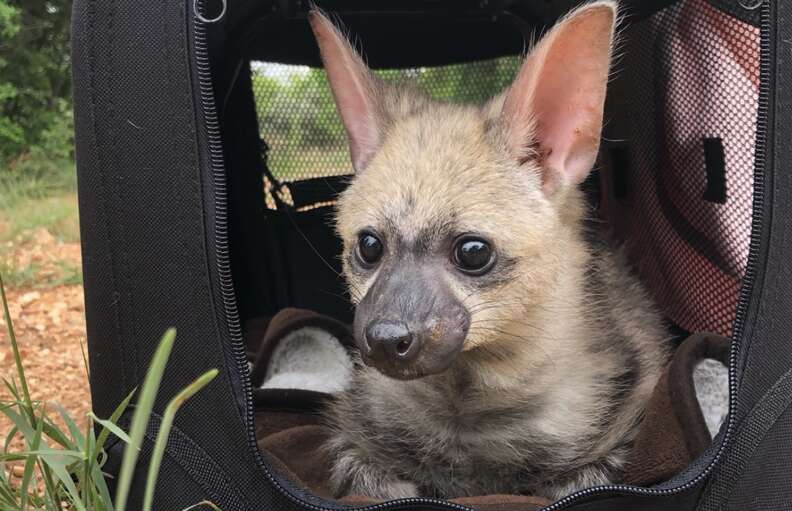 aardwolf in crate