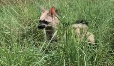 Farmers Find Elusive 'Earth-Wolf' Baby In Field — Then Realize She Needs Help