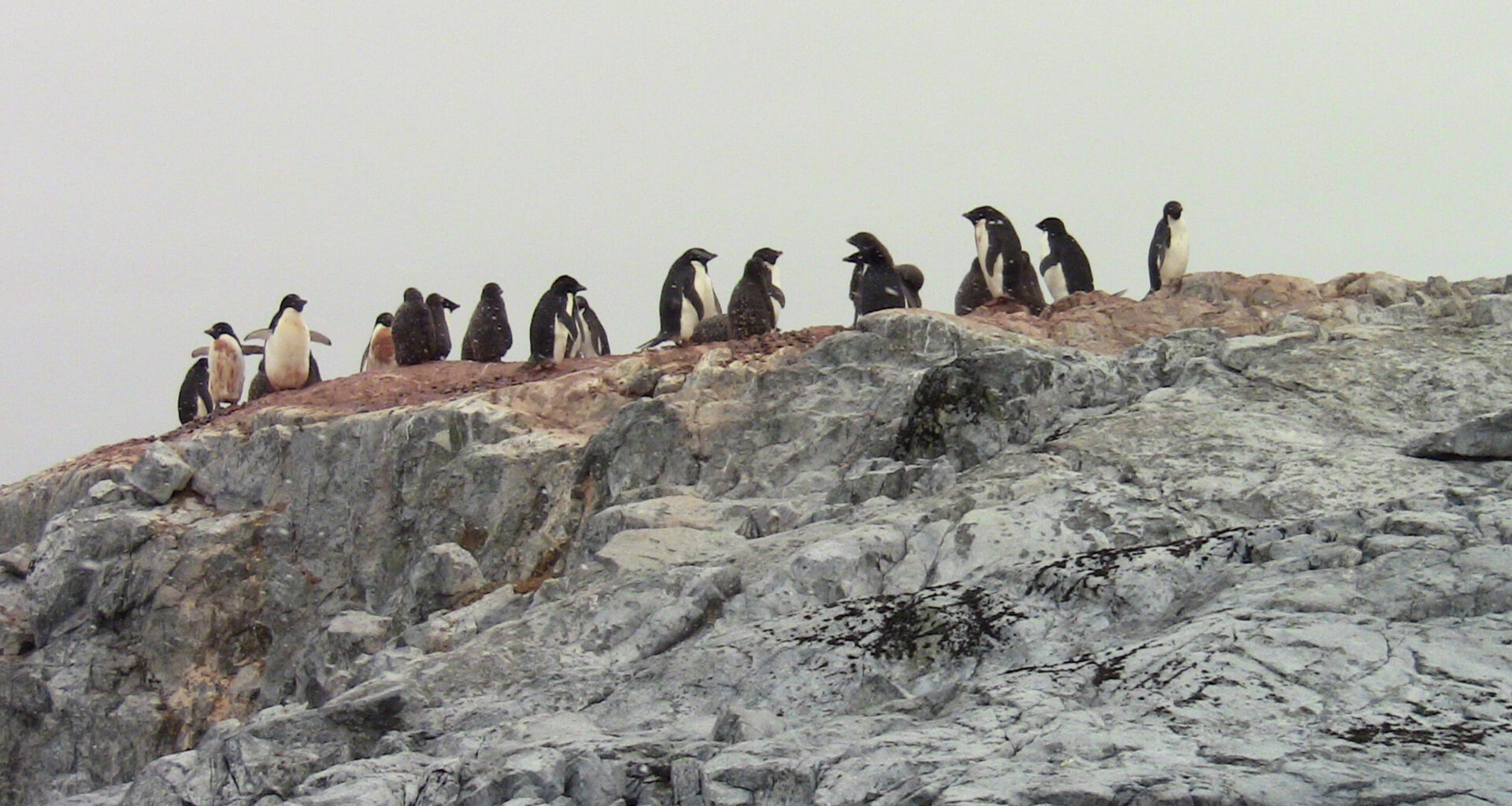 Penguin feathers reveal mercury contamination in remote Southern Ocean