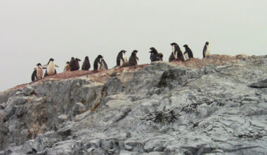 Penguin feathers reveal mercury contamination in remote Southern Ocean